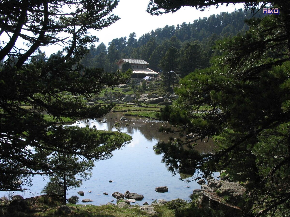 tra le fronde dei pini cembri si apre una radura al centro della foto nella quale si vede un lago e il rifugio Bagnour sullo sfondo