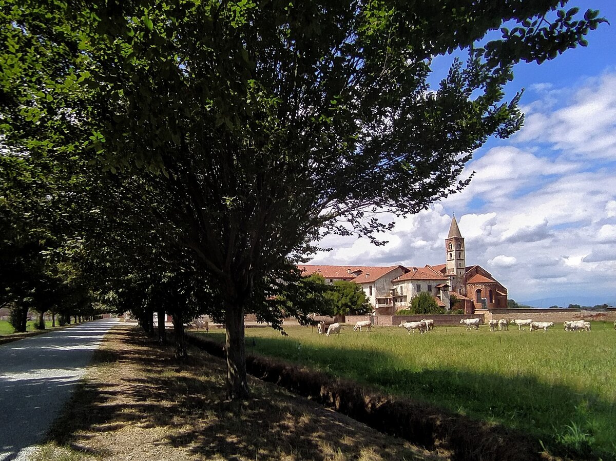 in un panorama bucolico, con vacche al pascolo, si vede l'esterno dell'abbazia di Staffarda. Sul lato sinistro della foto il viale alberato d'accesso al sito.