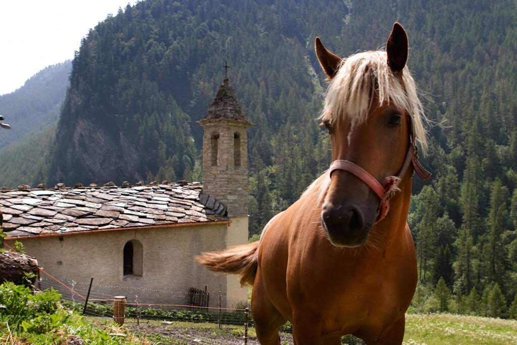 un cavallo fulvo in primo piano, dietro al quale si vede una chiesetta in pietra immersa nel verde della vegetazione