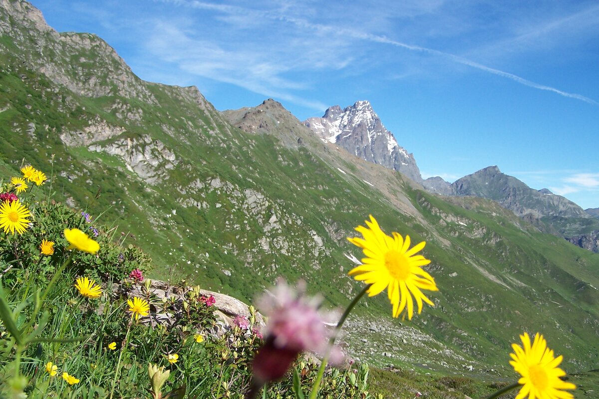 sullo sfondo si riconosce il Monviso, in primo piano fioriture varie
