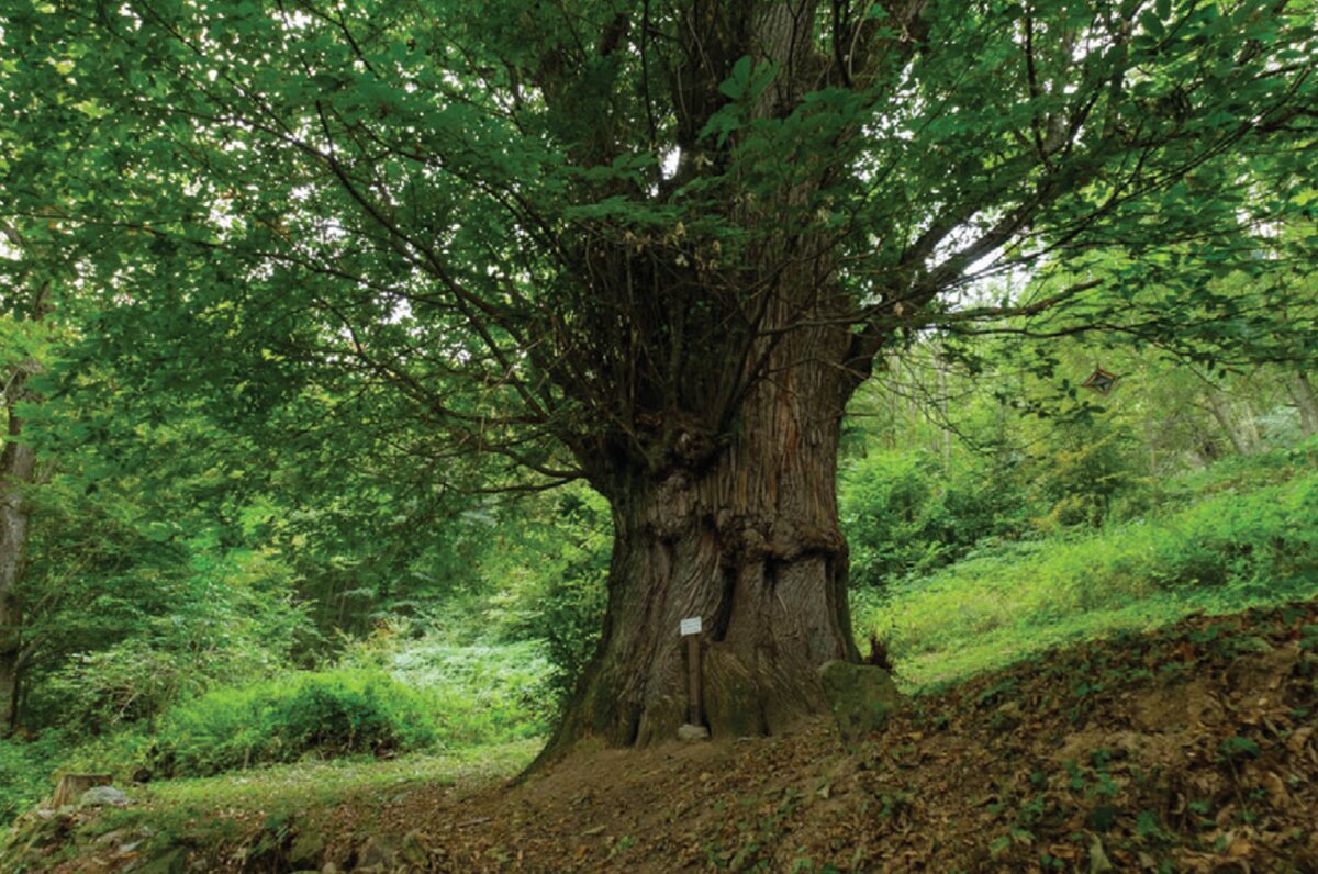 foto del castagno monumentale