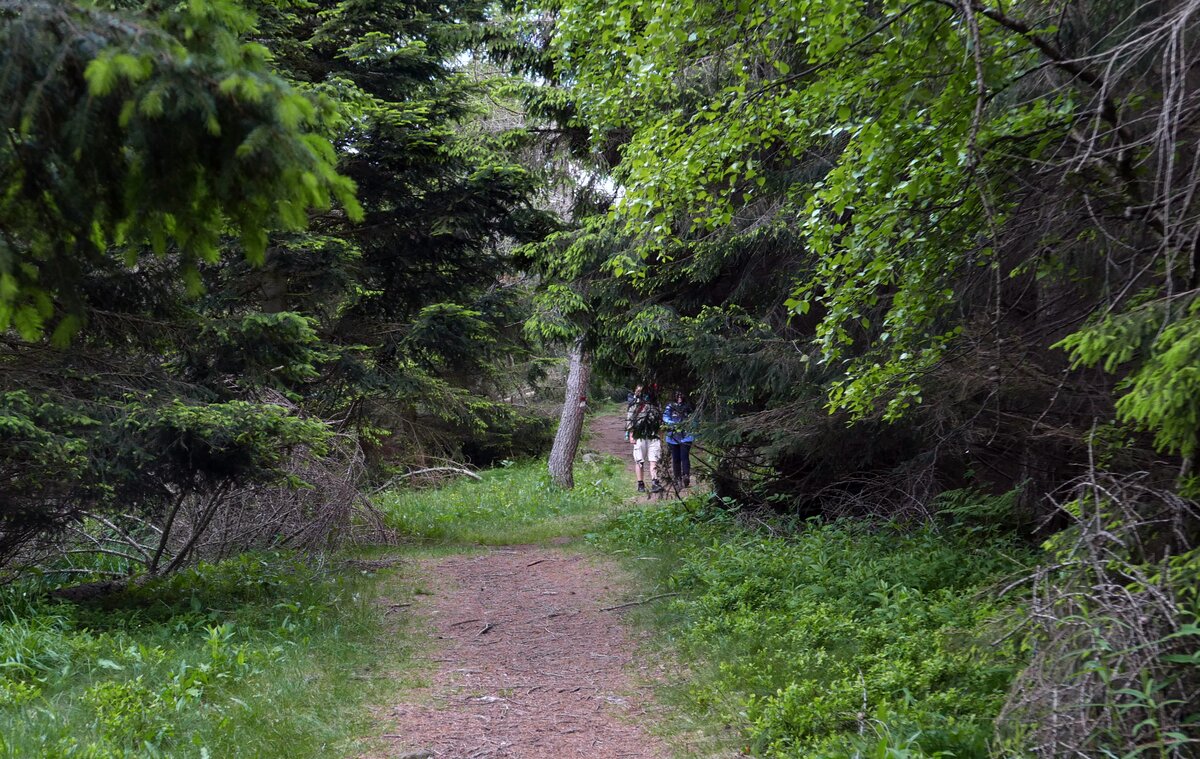 un sentiero immerso nel bosco, al centro della foto sullo sfondo si intravedono due escursionisti in cammino